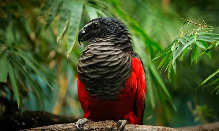 Dracula Parrot