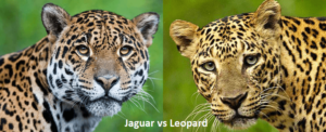 Jaguar vs Leopard