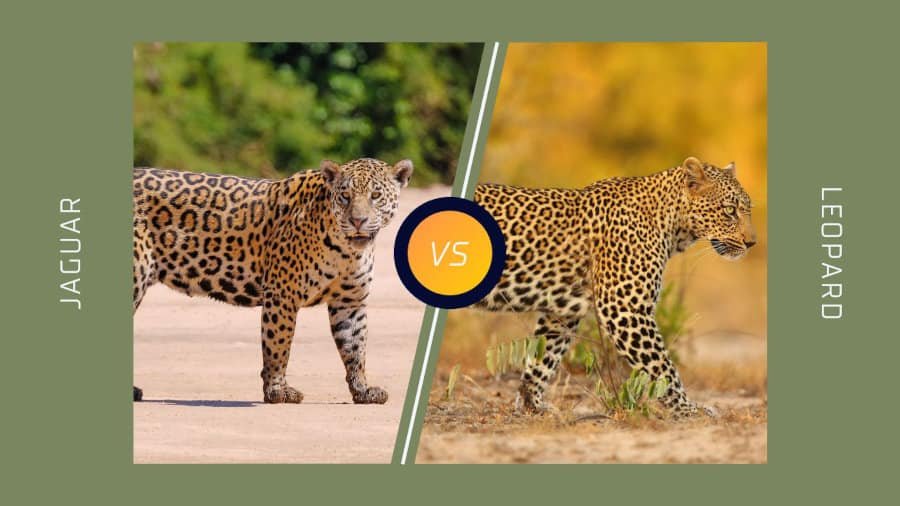 Jaguar vs Leopard