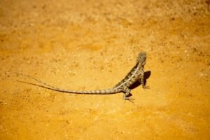 armadillo lizard