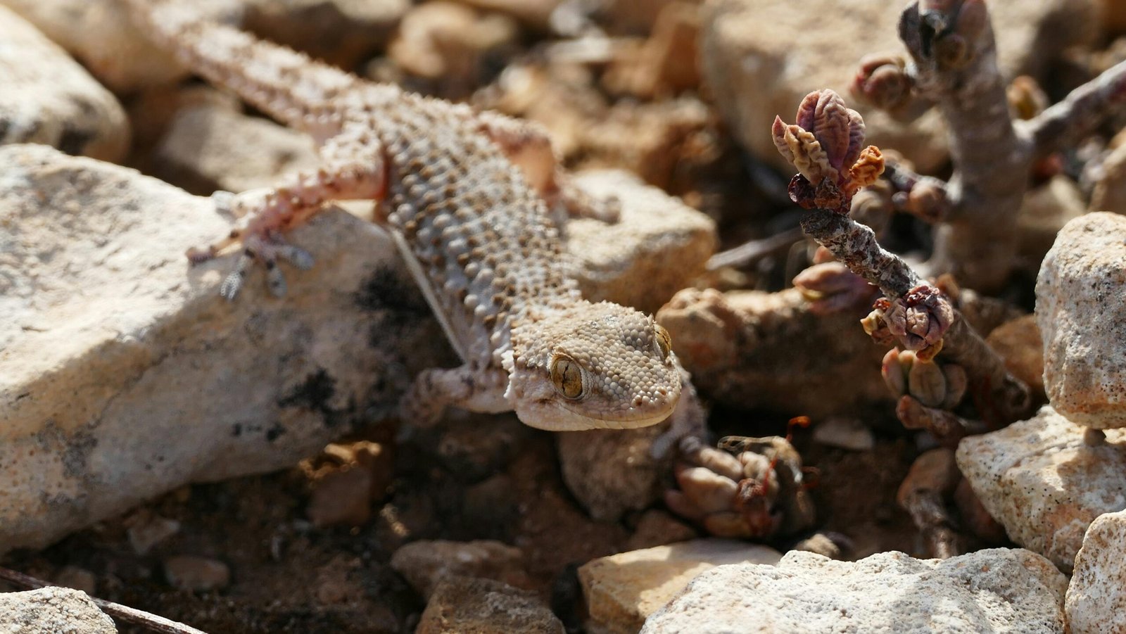 armadillo lizard